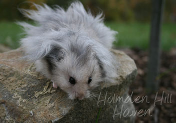 Gunner- Dark Grey Umbrous Longhaired Male Syrian Hamster